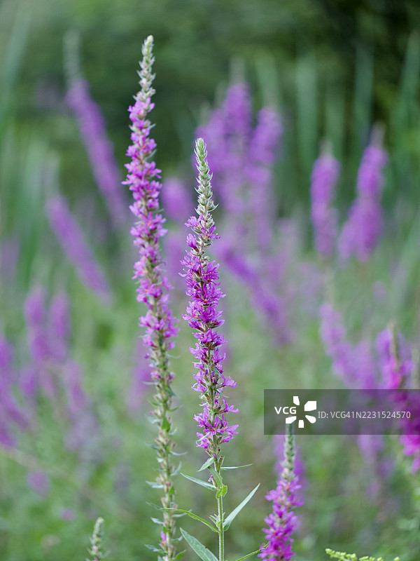 紫花鸢尾花盛开特写图片素材