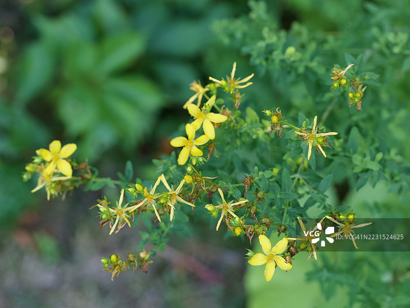 花园中黄圣约翰草花的特写图片素材