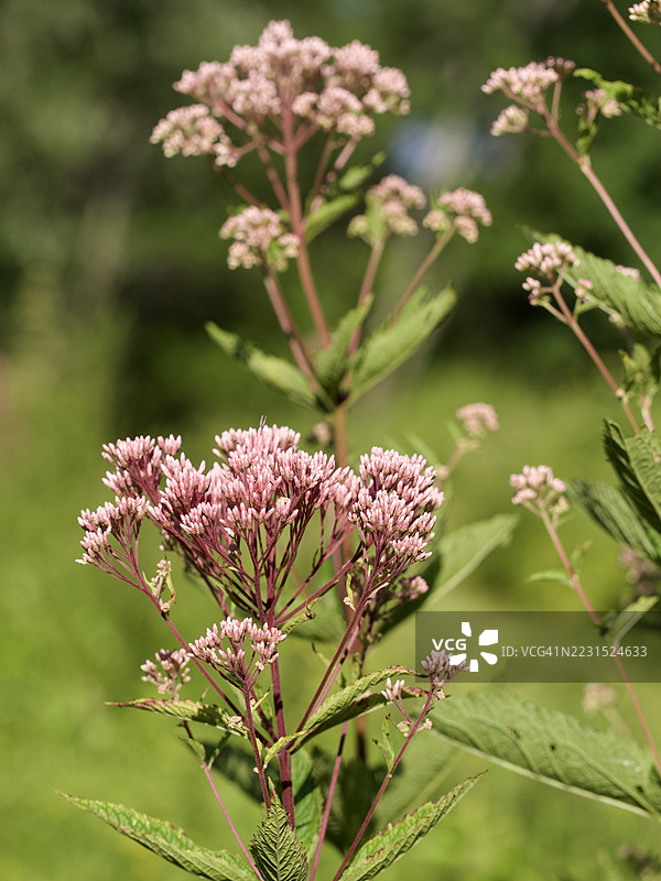 紫花龙葵在郁郁葱葱的花园中的特写镜头图片素材