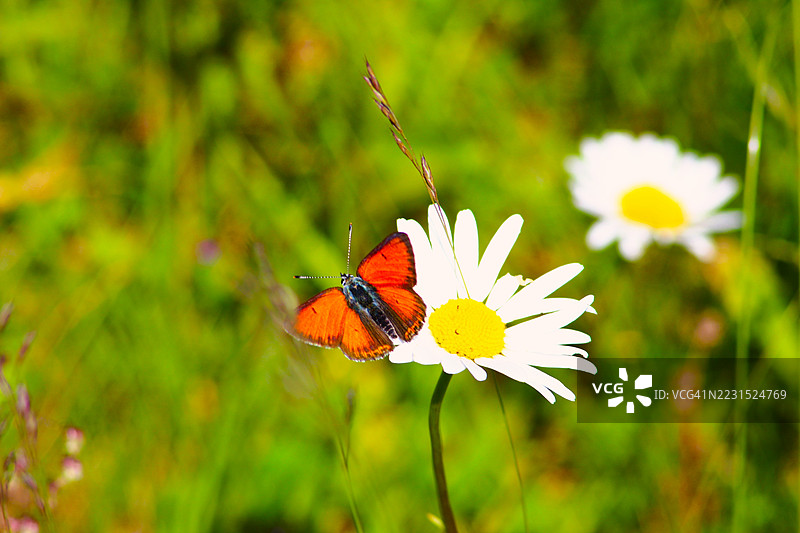 蝴蝶在生机勃勃的草地上为雏菊授粉图片素材