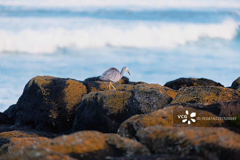 一只苍鹭站在海边的岩石上图片素材
