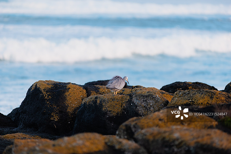苍鹭站在海边的岩石上图片素材