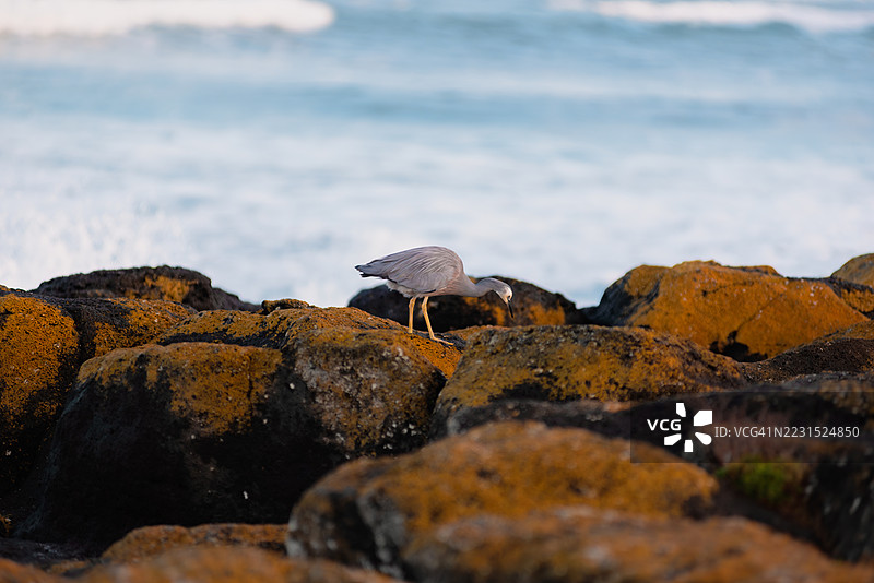 苍鹭栖息在海滩的海岸岩石上图片素材