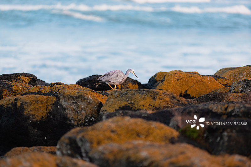 一只苍鹭在海边的岩石上行走图片素材