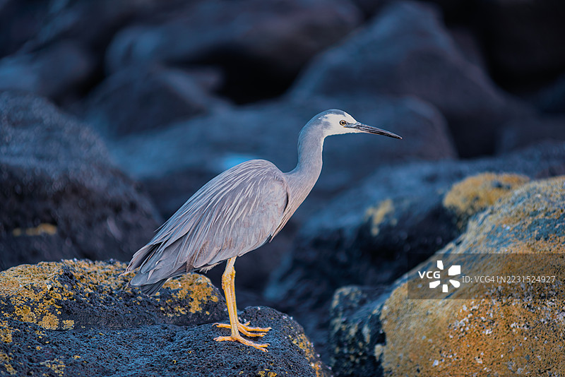 白脸鹭站在岩石海岸上图片素材