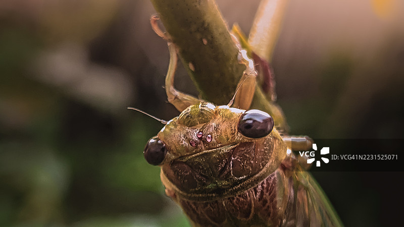 植物茎上的蝉特写图片素材