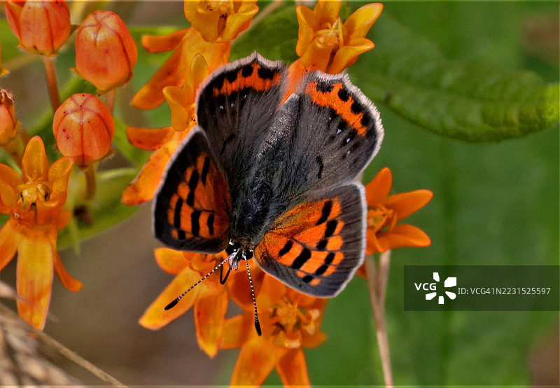 蝴蝶在橙色花朵上授粉的特写镜头图片素材