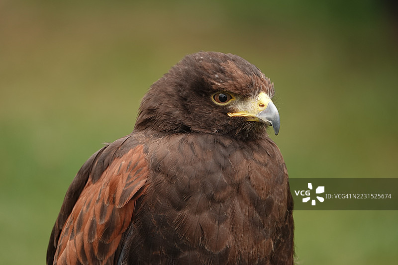 哈里斯鹰的特写，背景模糊的绿色景色图片素材