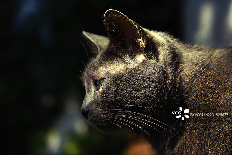 阳光下灰色猫的侧面轮廓图片素材