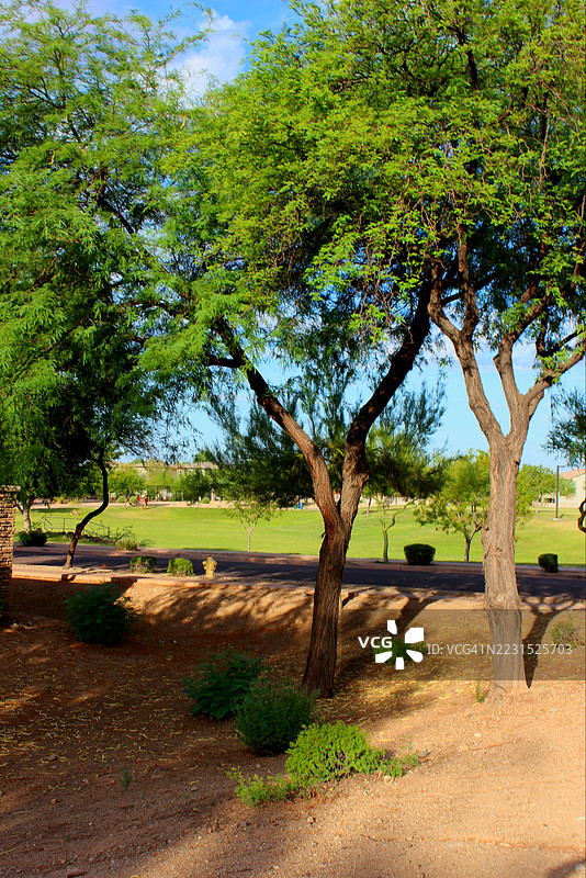 阳光明媚的公园里郁郁葱葱的绿树图片素材