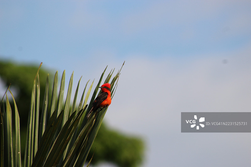 鲜艳的红鸟栖息在棕榈叶上，背景是蓝天图片素材