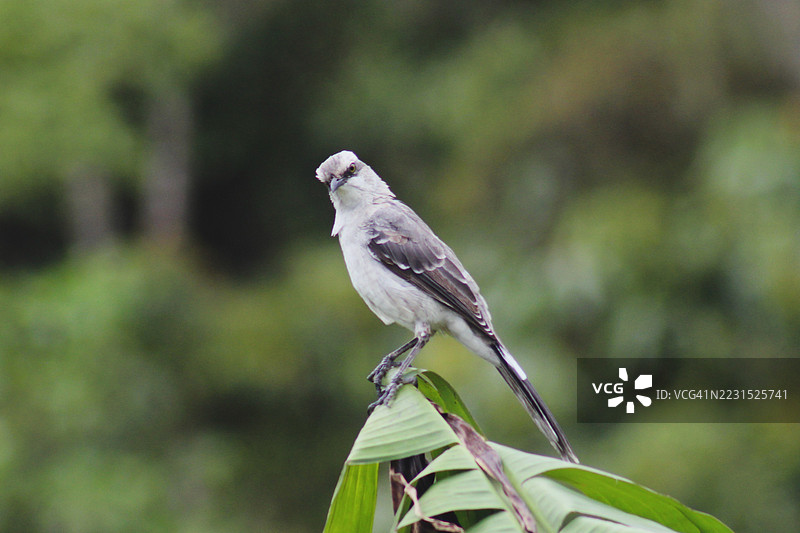 热带嘲鸫栖息在叶子上图片素材