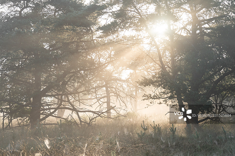 阳光透过雾气弥漫的森林中的树木，荷兰图片素材