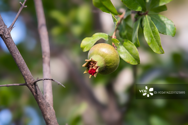 树枝上年轻的石榴果实特写图片素材