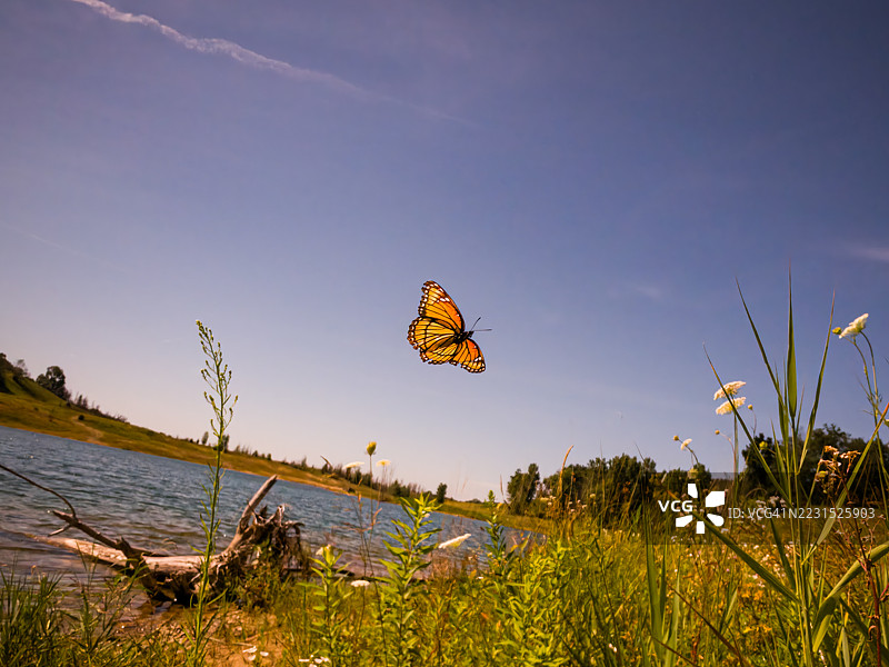 君主蝶在湖面上飞翔图片素材