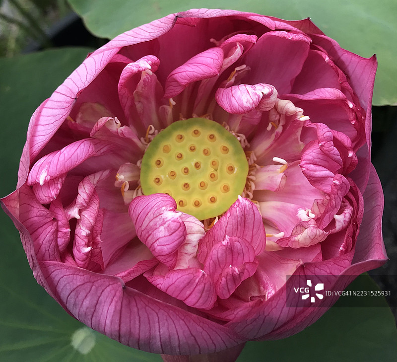 盛开的鲜艳粉色莲花特写，日本图片素材