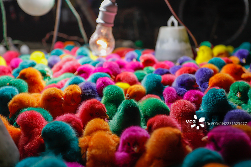 灯泡下的色彩鲜艳的小鸡图片素材