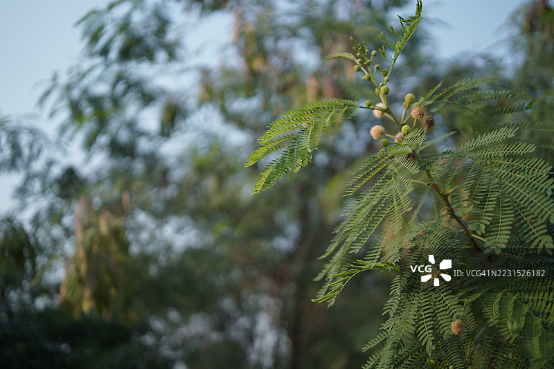 金合欢树枝的特写，带有叶子和花朵图片素材