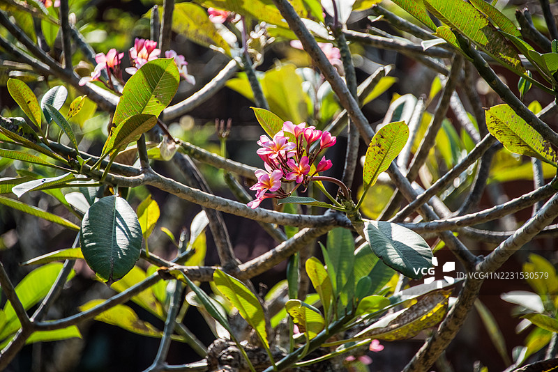 缅栀花图片素材