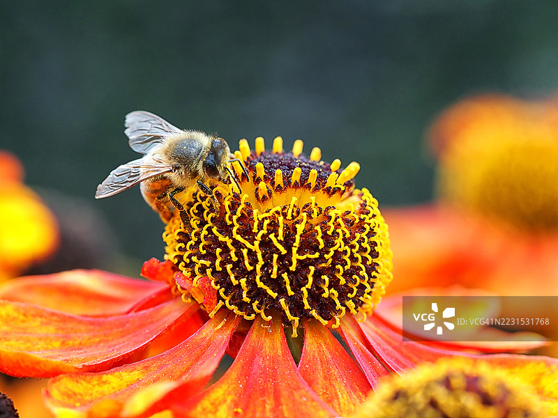 小蜜蜂在黑心菊花上图片素材