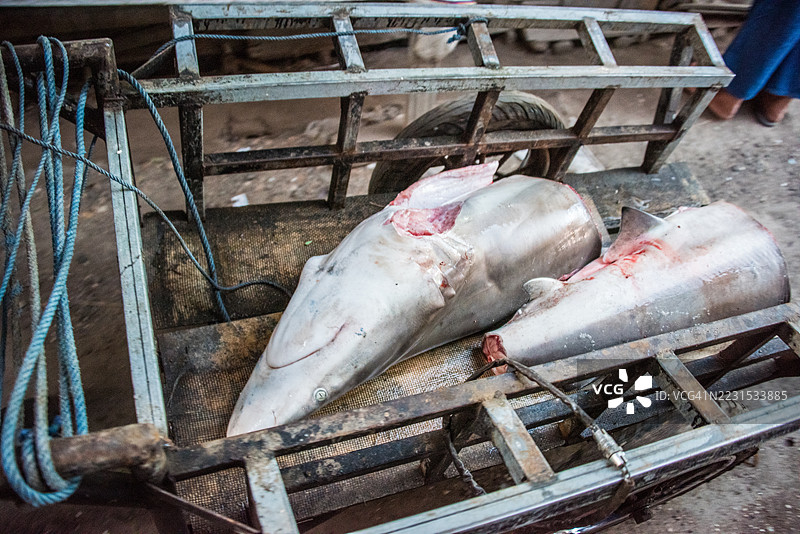新鲜的黑鳍鲨（Carcharhinus limbatus）在金属推车上图片素材