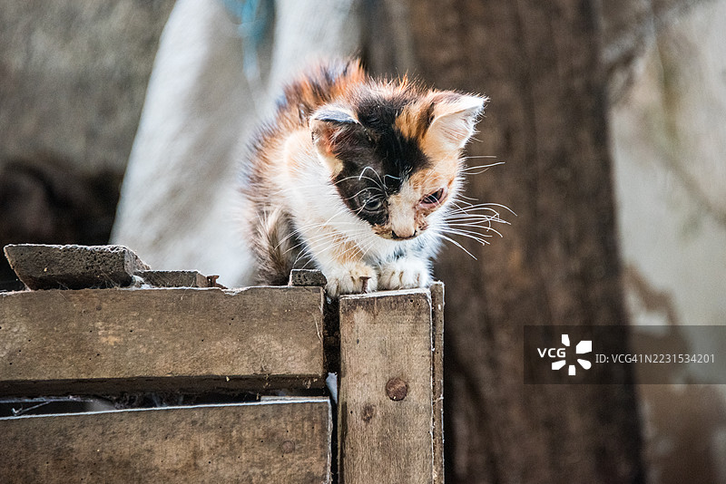 市场上的花斑小猫图片素材