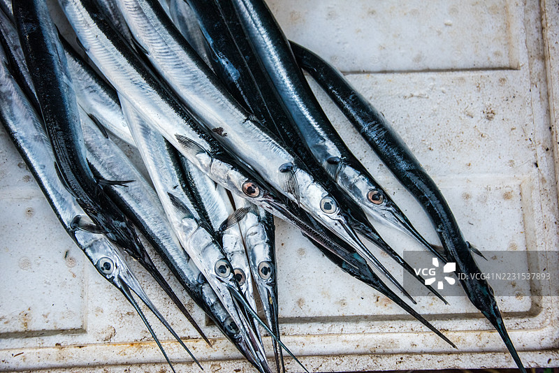 盘子上的针鱼（弹涂鱼科）图片素材