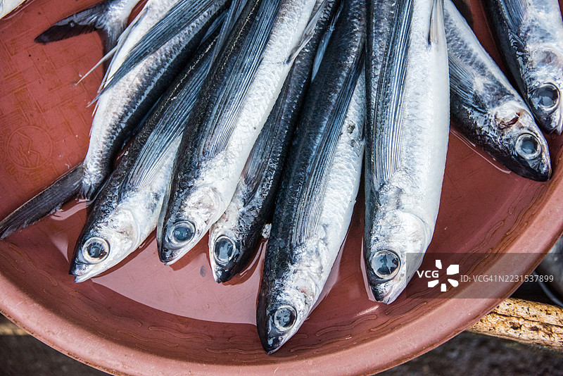 池塘中的奶鱼（Chanos chanos）图片素材