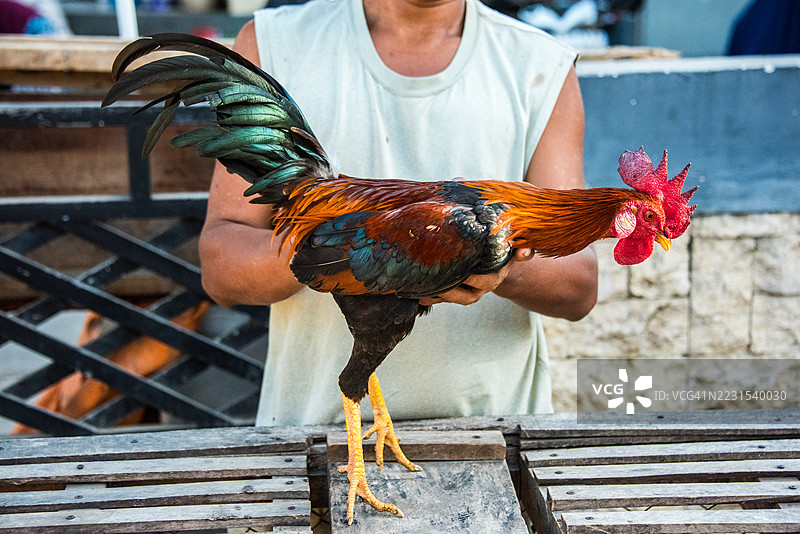 市场摊位上的活公鸡图片素材