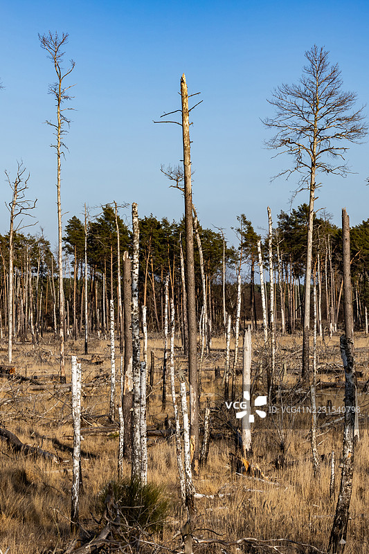 大森林火灾后焦黑的树木和树干图片素材