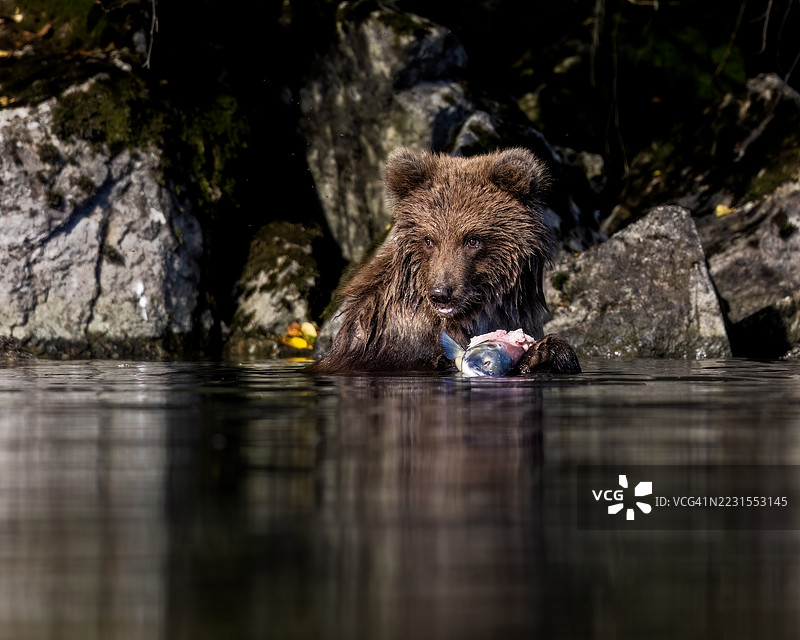 幼崽小吃图片素材