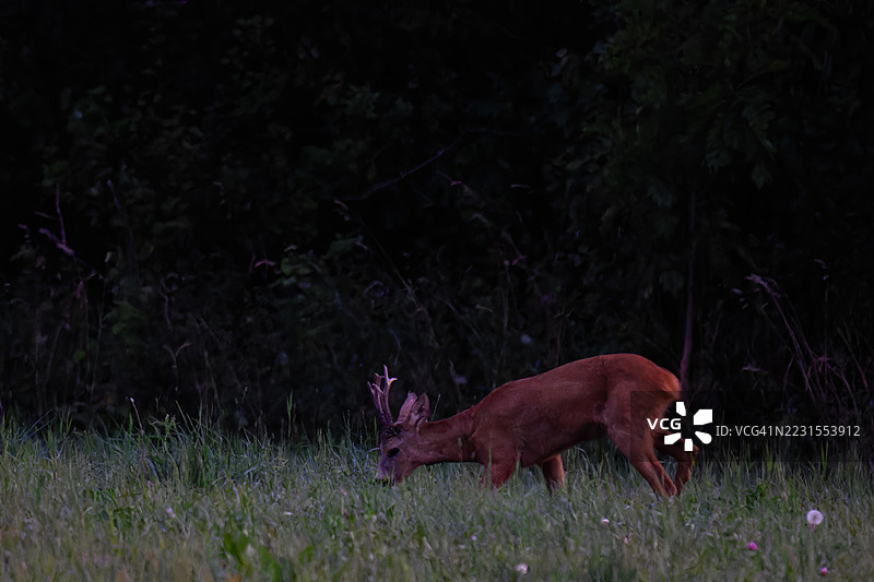 一只雄性狍子在傍晚时分觅食的画面图片素材