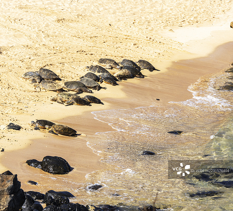 2025年7月6日 夏威夷绿海龟 - 霍基帕海滩公园 毛伊岛 - 夏威夷 002图片素材