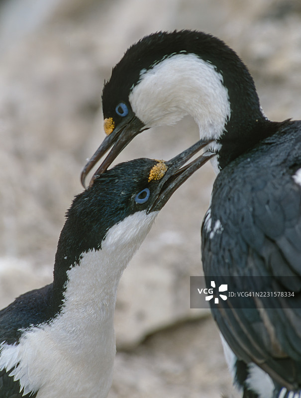 南极鸬鹚（Leucocarbo bransfieldensis），有时被称为帝鸬鹚、国王鸬鹚、帝国鸬鹚、蓝眼鸬鹚或南极鸬鹚，是鸬鹚科中唯一一种分布在南极的物种。保利特岛，南极图片素材