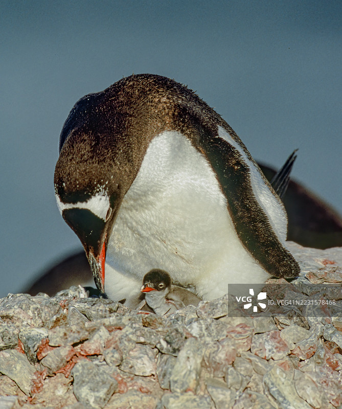 南极的库弗维尔岛，温哥华企鹅（Pygoscelis papua），一种与阿德利企鹅和带帽企鹅最为接近的企鹅种类。成年企鹅与一只非常小的幼崽。图片素材