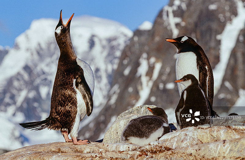 阿根廷企鹅（Pygoscelis papua）是Pygoscelis属的一种企鹅，最接近阿德利企鹅和带帽企鹅。成年企鹅与幼鸟在巢穴旁。彼得曼岛，南极洲。图片素材