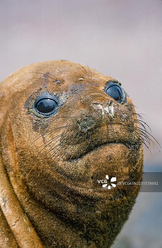 南象海豹（Mirounga leonina）是两种象海豹中的一种。它是鳍足类和食肉目中最大的成员，也是现存的非鲸类海洋哺乳动物中最大的。汉娜角，南设得兰群岛图片素材