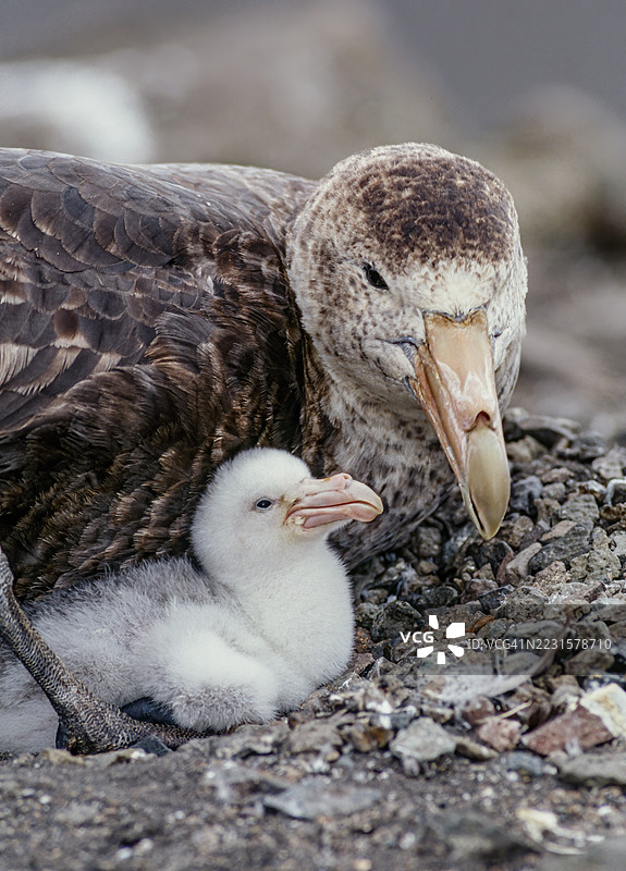 南方巨信天翁（Macronectes giganteus），也称为南极巨信天翁、巨海鸥、臭鸟、臭水鸟，生活在南方海洋的海鸟。地点：南设得兰群岛汉娜角，南极洲。正在巢中与雏鸟。图片素材