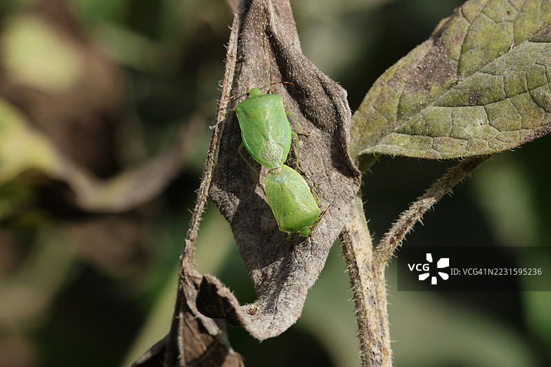 一对稀有的成年南方绿盾虫（Nezara viridula）在紫草植物的叶子上交尾。图片素材