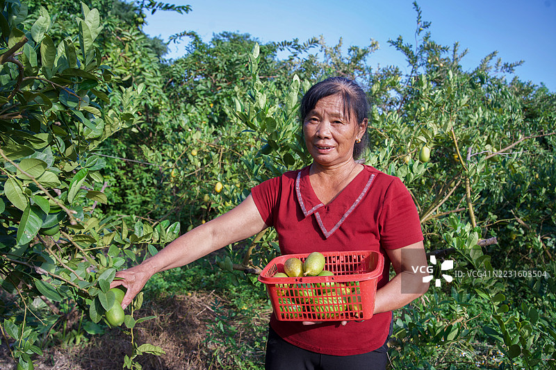女性果园主正在看着镜头图片素材