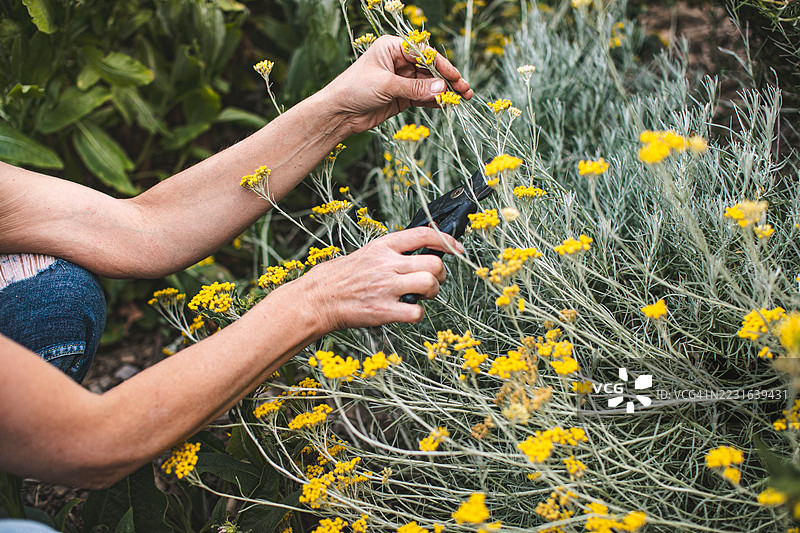 在生物动力花园中收获不凋花（Helichrysum italicum）图片素材