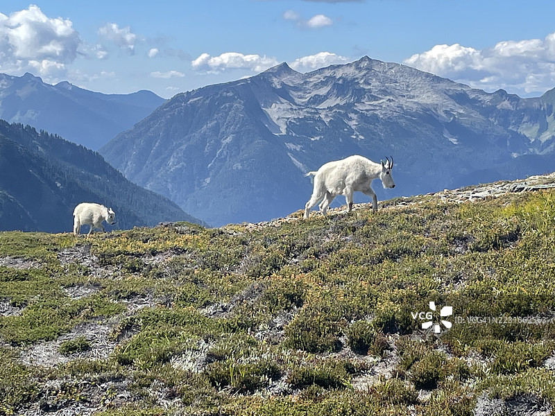 一只母山羊和她的小山羊在萨哈勒臂上散步图片素材