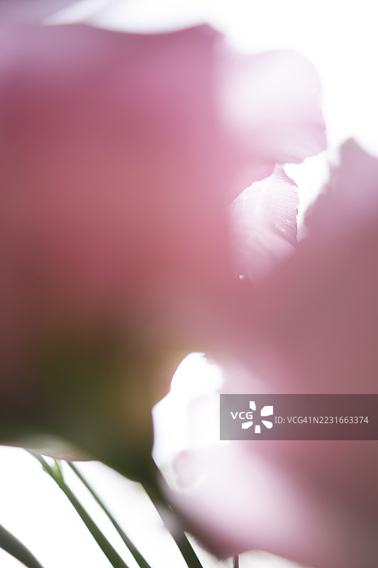 粉色花朵图片素材