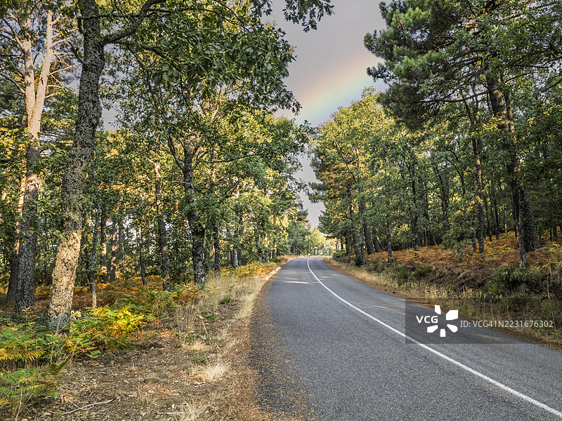 松林中的彩虹图片素材