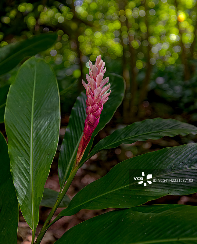 雨林中的红姜图片素材