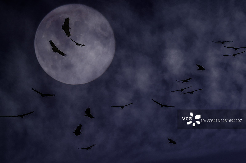 在满月下盘旋的秃鹫图片素材