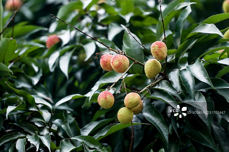 荔枝热带水果高高挂在树上图片素材