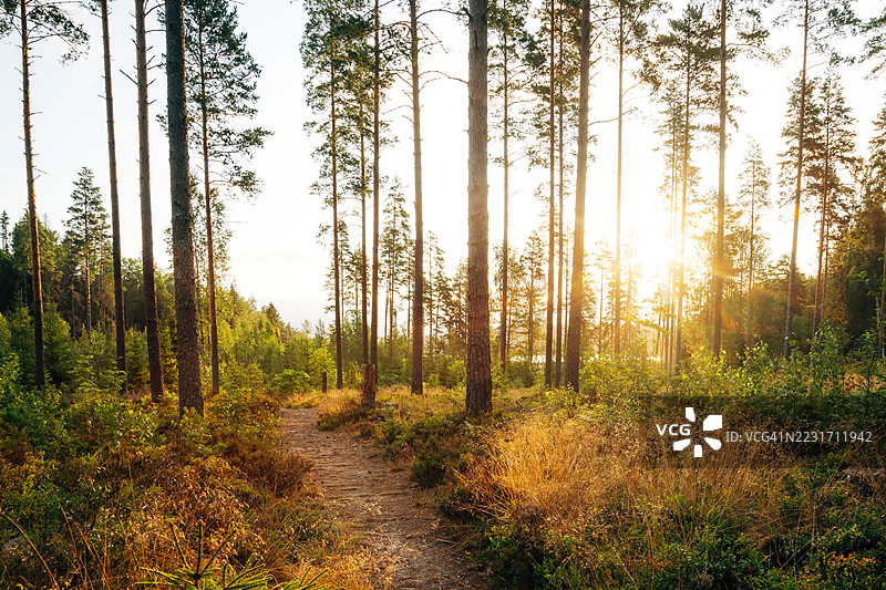 瑞典荒野中的日出图片素材