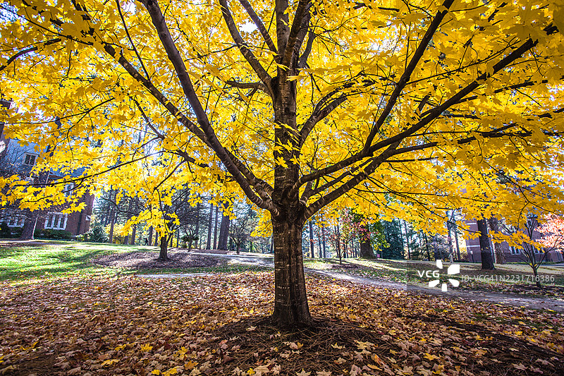 校园秋季：金色树叶与历史建筑图片素材