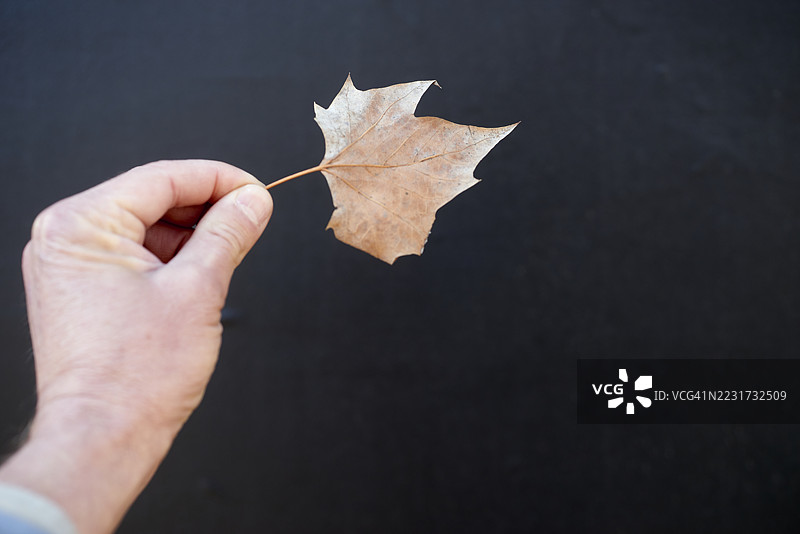 手握干枯的叶子，背景为深色图片素材